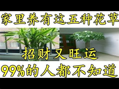 萬年青財位|風水師揭密：財位放什麼植物最旺？萬年青、發財樹助你財運亨。